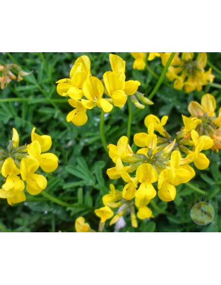 LOTUS CORNICULATUS L. GRAN SAN GABRIELE – SEMI DI PIANTA MELLIFERA E FORAGGERA | MONDO APE