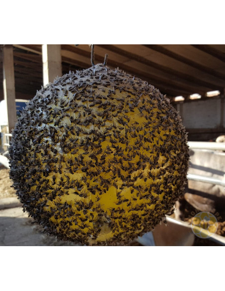 SFERA TRAP ECOTRAPPOLA PER VESPA VELUTINA e insetti volanti nocivi