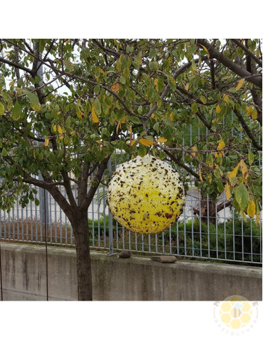 SFERA TRAP ECOTRAPPOLA PER VESPA VELUTINA e insetti volanti nocivi