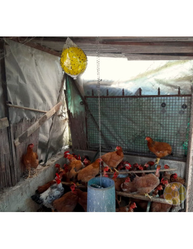 SFERA TRAP ECOTRAPPOLA PER VESPA VELUTINA e insetti volanti nocivi