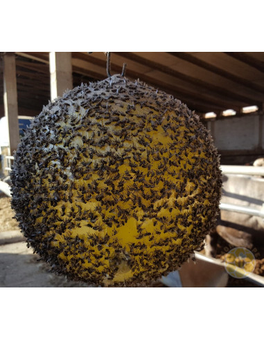 SFERA TRAP E COLLA SPRAY ECOTRAPPOLA PER VESPA VELUTINA