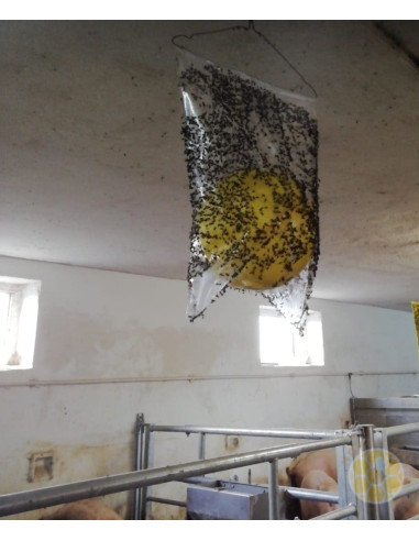 SFERA TRAP E COLLA SPRAY ECOTRAPPOLA PER VESPA VELUTINA