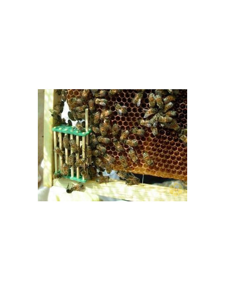 GABBIETTA CINESE BLOCCO COVATA IN BAMBOO CON ASTICINA | MONDO APE