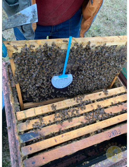 GABBIETTA MINI MEGA PER BLOCCO COVATA INGABBIAMENTO REGINA