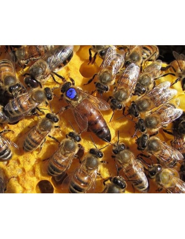 APE REGINA LIGUSTICA FECONDATA SELEZIONATA | MONDO APE