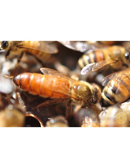 APE REGINA LIGUSTICA FECONDATA SELEZIONATA | MONDO APE