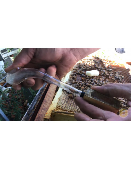 ACCHIAPPA COGLI REGINA A PIPA CON DOPPIA APERTURA