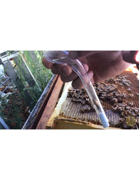 CATTURA REGINA A PIPA PER APICOLTURA | MONDO APE