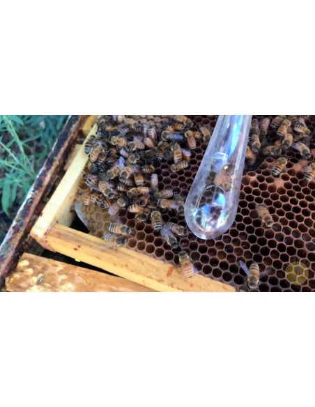 CATTURA REGINA A PIPA PER APICOLTURA | MONDO APE