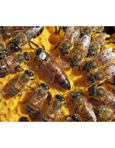 APE REGINA LIGUSTICA FECONDATA SELEZIONATA | MONDO APE