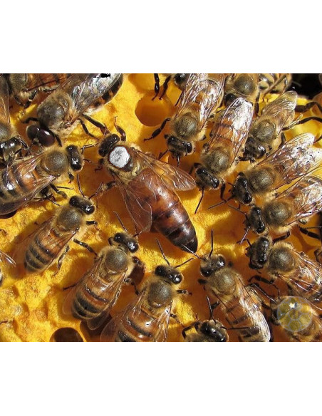 APE REGINA LIGUSTICA FECONDATA SELEZIONATA | MONDO APE