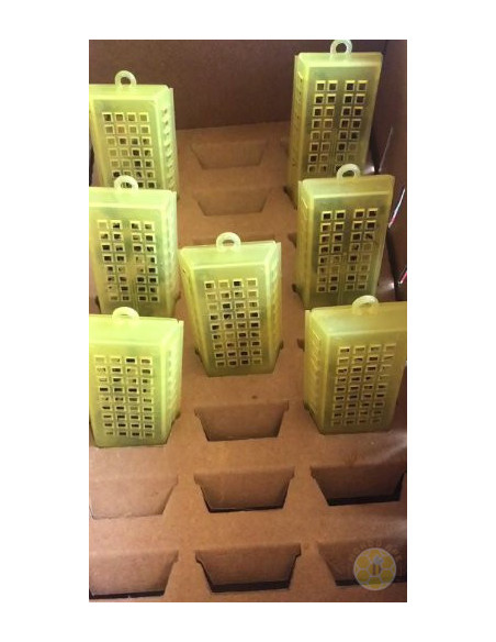 APE REGINA LIGUSTICA FECONDATA SELEZIONATA | MONDO APE