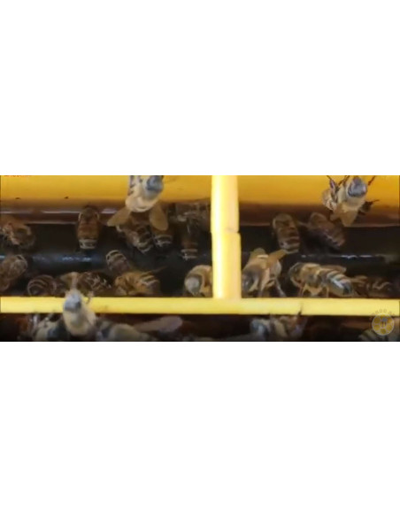 NUTRITORE A TASCA CON GALLEGGIANTI 4 KG ANEL PER ARNIA DADANT