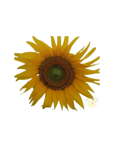 GIRASOLE BIO SEMI DI PIANTA MELLIFERA CONFEZIONE DA 1 KG