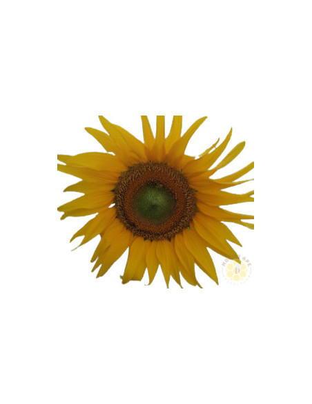 GIRASOLE BIO SEMI DI PIANTA MELLIFERA CONFEZIONE DA 1 KG