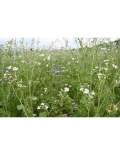 MISCUGLIO MULTIFLOREALE BIO PER API SEMI MELLIERI DA SOVESCIO CONFEZI