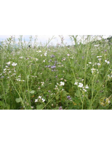 MISCUGLIO MULTIFLOREALE BIO PER API SEMI MELLIERI DA SOVESCIO CONFEZI