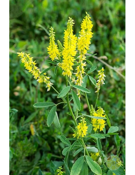 MELILOTO GIALLO (MELILOTUS OFFICINALIS) – SEMI DI PIANTA MELLIFERA E DA SOVESCIO | MONDO APE