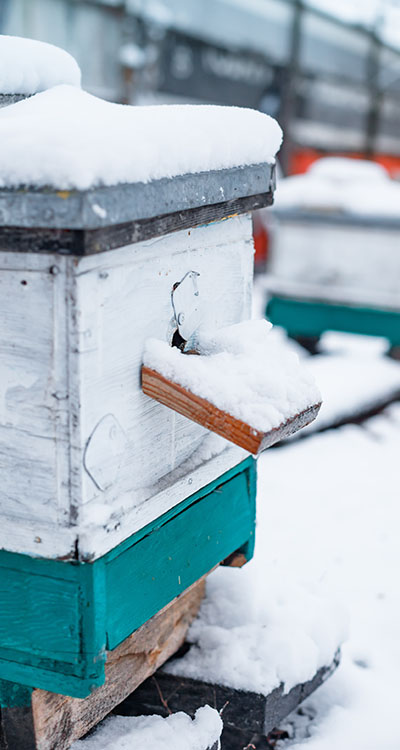 nutrizione api inverno