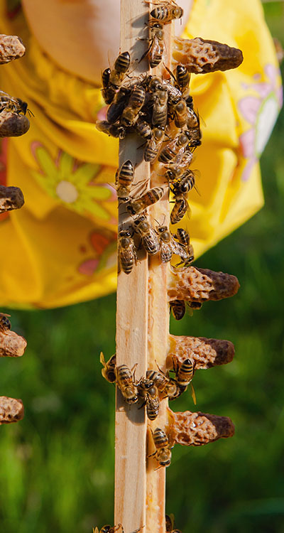 nutrizione api primavera