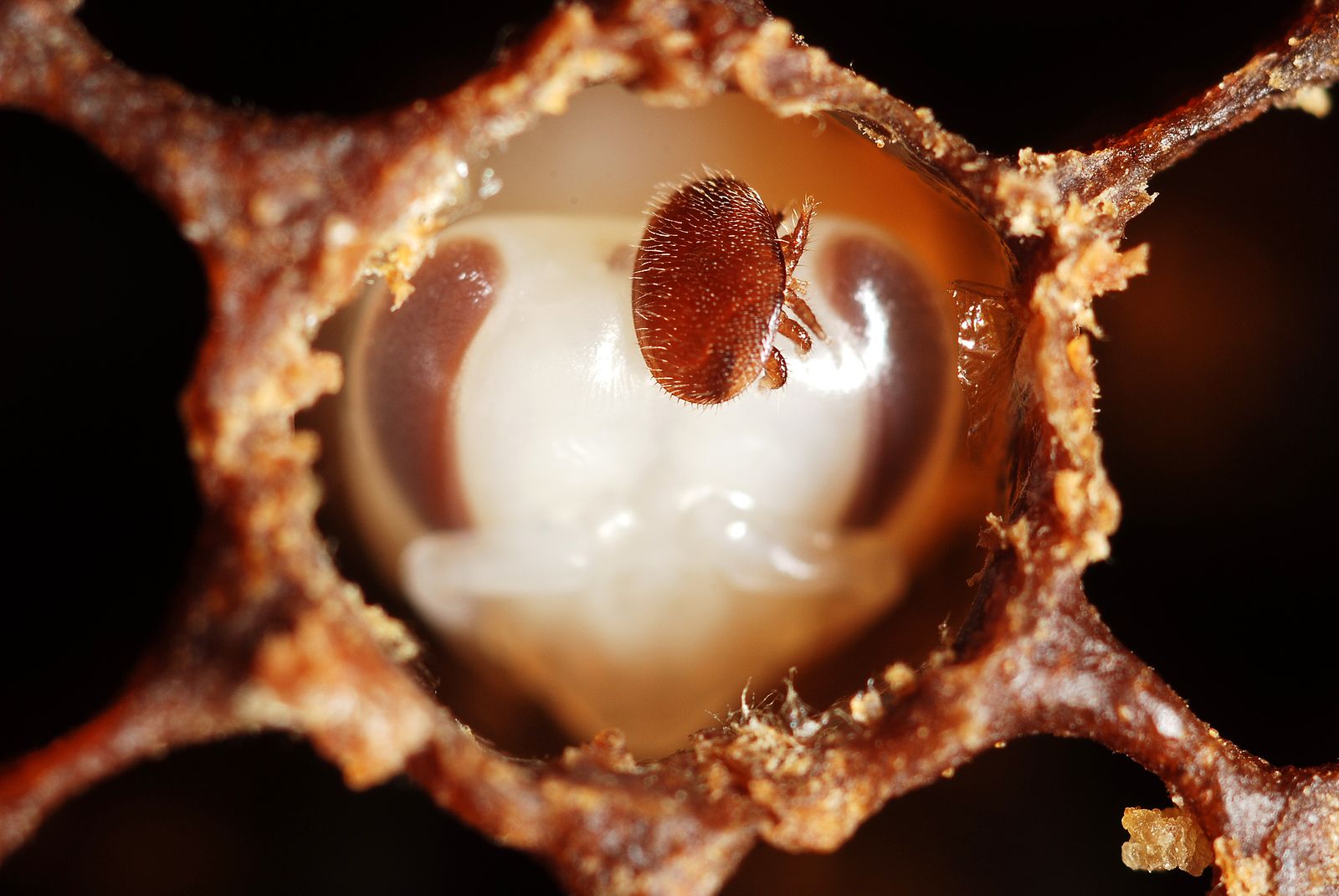 Varroa