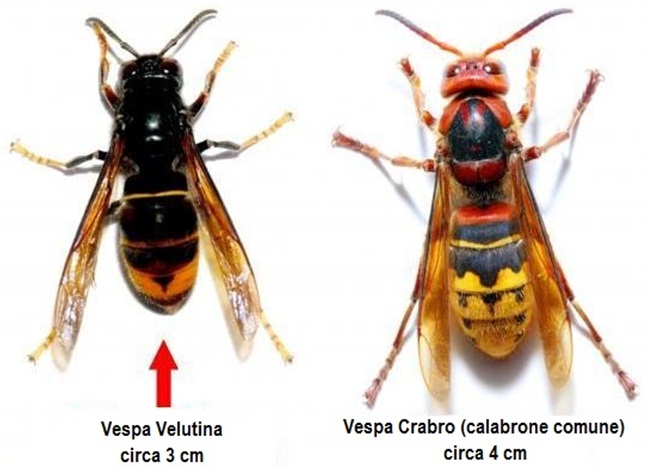 Differenza Velutina Calabro