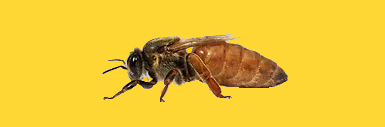 Ape Regina Ligustica