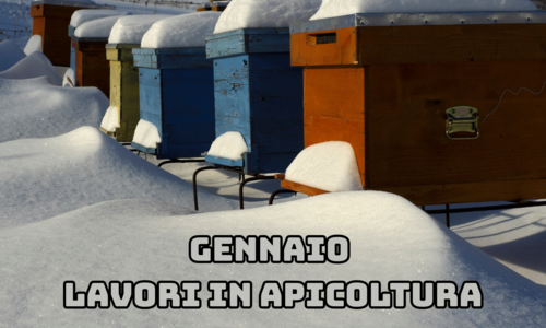 Attività dell'apicoltore nel mese di Gennaio - Nord Italia