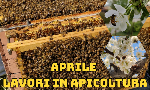 Attività dell'apicoltore nel mese di Aprile - Nord Italia