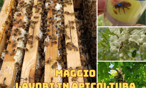 Attività dell'apicoltore nel mese di Maggio - Nord Italia