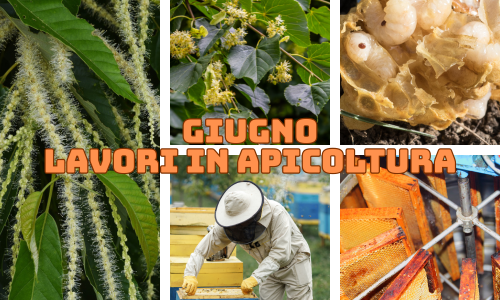 Attività dell'apicoltore nel mese di Giugno - Nord Italia