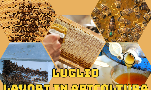 Attività dell'apicoltore nel mese di Luglio - Nord Italia