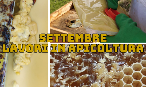 Attività dell'apicoltore nel mese di Settembre - Nord Italia