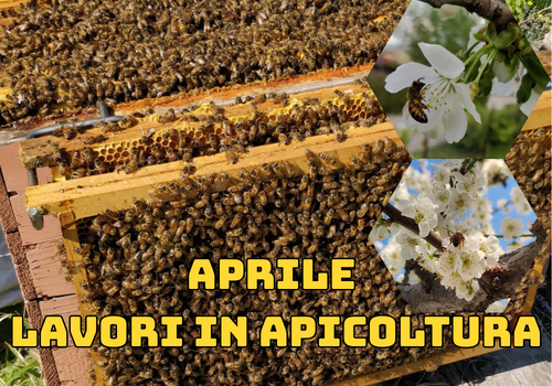 Attività dell'apicoltore nel mese di Aprile - Nord Italia