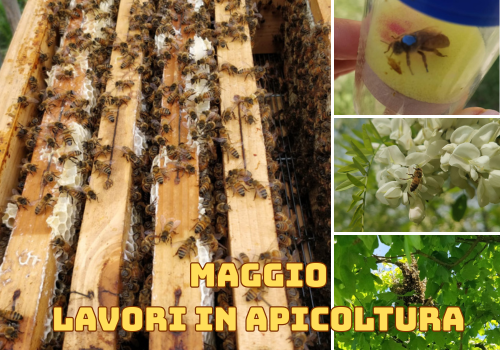 Attività dell'apicoltore nel mese di Maggio - Nord Italia
