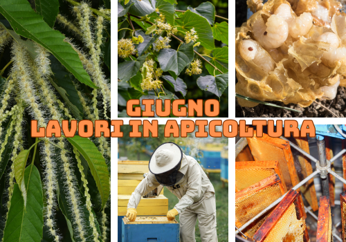 Attività dell'apicoltore nel mese di Giugno - Nord Italia
