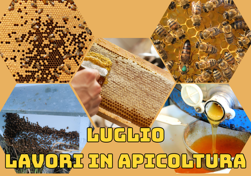 Attività dell'apicoltore nel mese di Luglio - Nord Italia