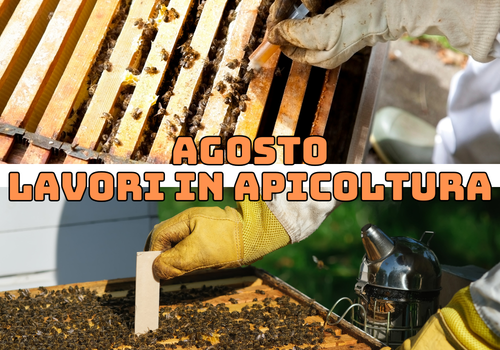 Attività dell'apicoltore nel mese di Agosto - Nord Italia