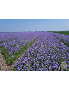FACELIA (PHACELIA TANACETIFOLIA) – SEMI DI PIANTA MELLIFERA PER API – SACCO DA 10 KG | MONDO APE 2
