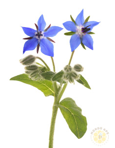 SEMENTI DI BORRAGINE BORAGO OFFICINALIS 1 KG PIANTA MELLIFERA PER API | MONDO APE