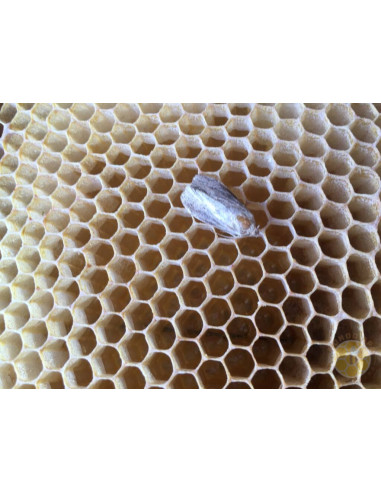 B 403 ANTI TARMA DELLA CERA 120 ML BIOLOGICO PER TELAINI | MONDO APE