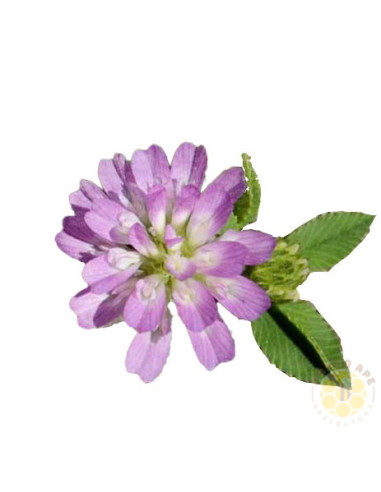 TRIFOGLIO RESUPINATO (TRIFOLIUM RESUPINATUM) – SEMI DI PIANTA MELLIFERA E DA SOVESCIO | MONDO APE
