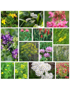 MISCUGLIO MELLIFERO POLIFLORALE ECOSCHEMA5 – SEMENTI MELLIFERE | MONDO APE 2