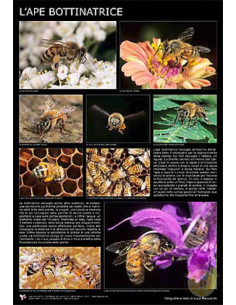 POSTER FOTOGRAFICO L APE BOTTINATRICE