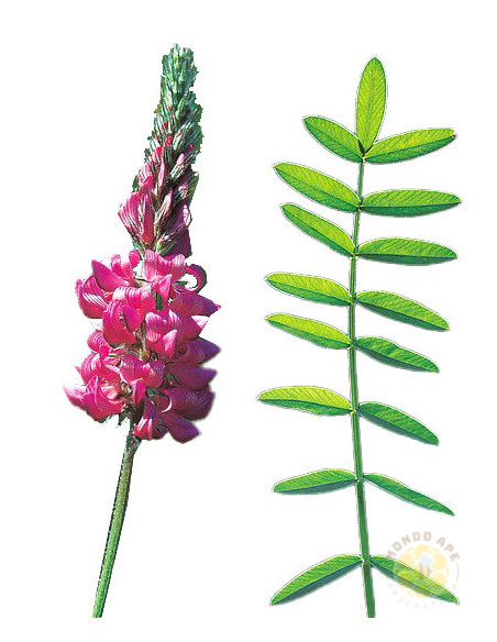ONOBRYCHIS VICIIFOLIA – SEMI DI PIANTA MELLIFERA E FORAGGERA | MONDO APE