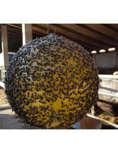 SFERA TRAP E COLLA SPRAY ECOTRAPPOLA PER VESPA VELUTINA 2