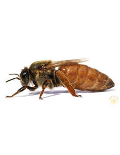 APE REGINA LIGUSTICA FECONDATA SELEZIONATA E MARCATA | MONDO APE