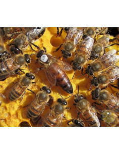 APE REGINA LIGUSTICA FECONDATA SELEZIONATA E MARCATA | MONDO APE 2