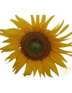 GIRASOLE BIO SEMI DI PIANTA MELLIFERA CONFEZIONE DA 1 KG