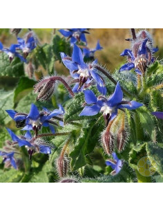 SEMENTI DI BORRAGINE BORAGO OFFICINALIS 500 G PIANTA MELLIFERA PER API | MONDO APE 2